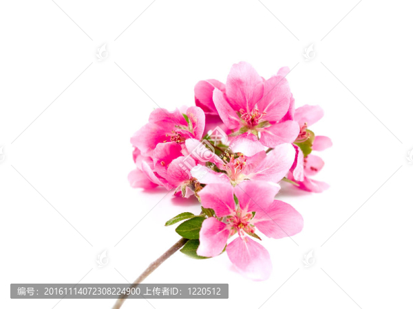 White上明亮的粉紅色叢生的樹花