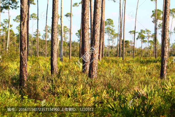Pine,Flatwoods,-佛羅里達(dá)州