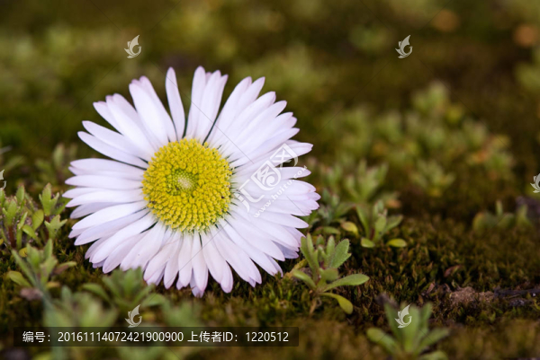 雛菊花