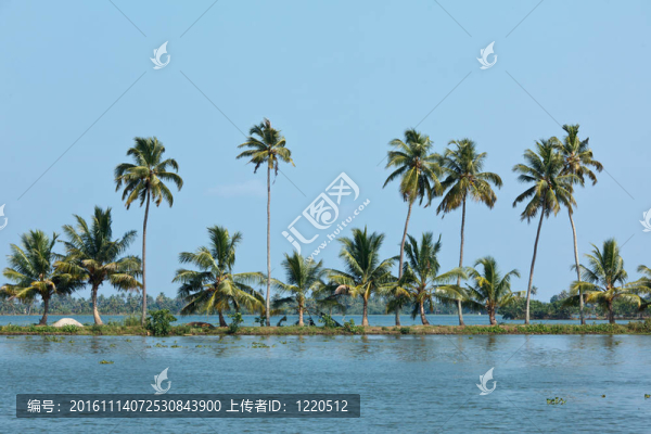 在喀拉拉邦一帶的手掌?？?；