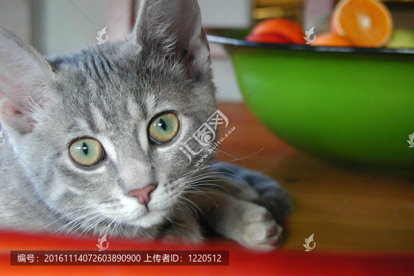 貓