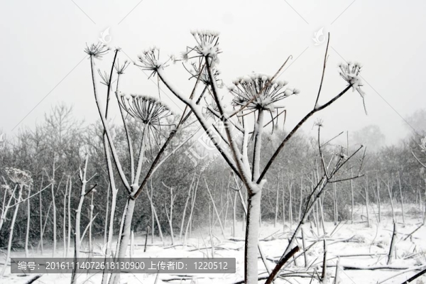 氣候；寒冷；丹麥；Frozen；自然；景觀；景觀