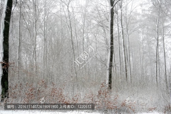 氣候；寒冷；丹麥；森林；森林；Frozen；自然