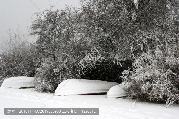 船；氣候；寒冷；丹麥；森林；森林；Frozen