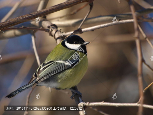 大山雀Parus,major；