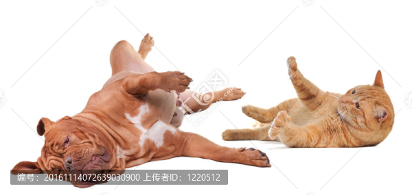 狗和貓玩顛倒顛倒孤立