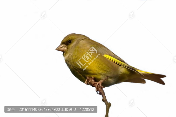 歐洲金翅雀隔離