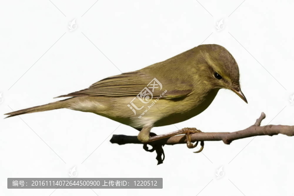 常見的Chiffchaff分離