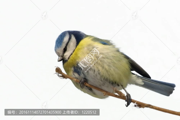 藍(lán)山雀孤立Parus,caeruleus