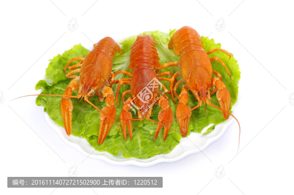 小龍蝦