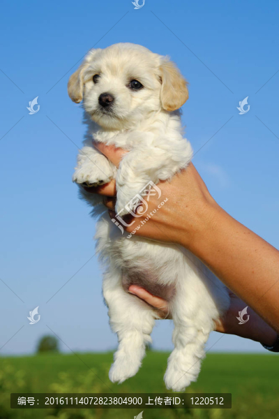 捧著可愛的小狗在手