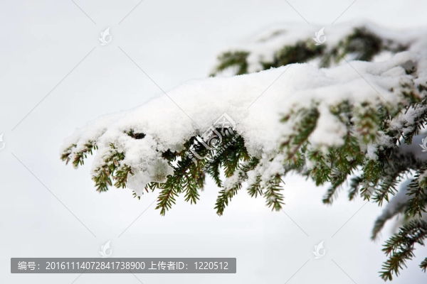 雪中的云杉枝