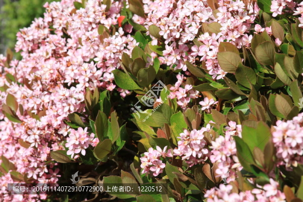 印度山楂花