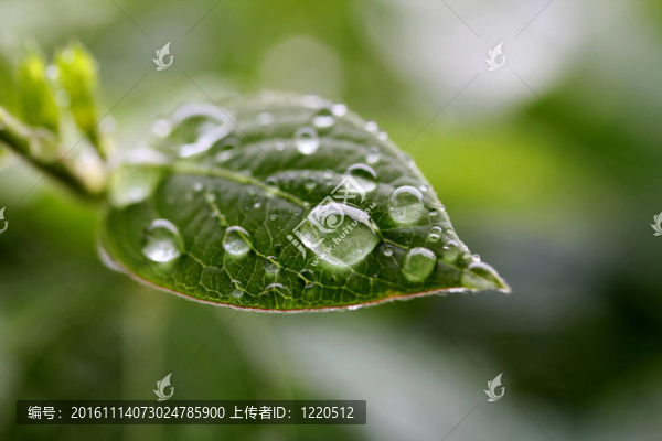 帶雨滴的樹葉