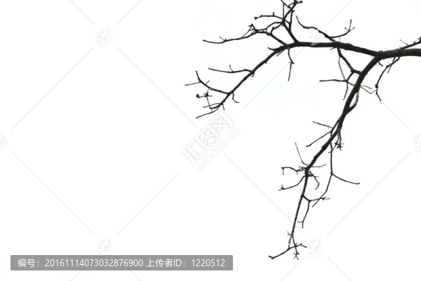 樹枝