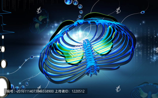 頸骨