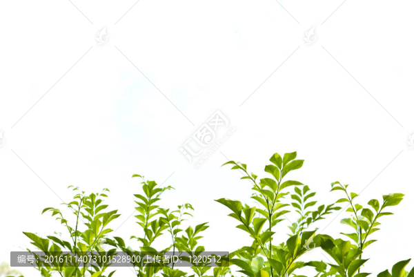 白色背景下的綠色休假