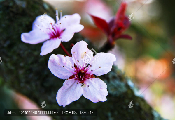 日本櫻花