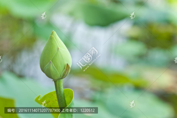 蓮花