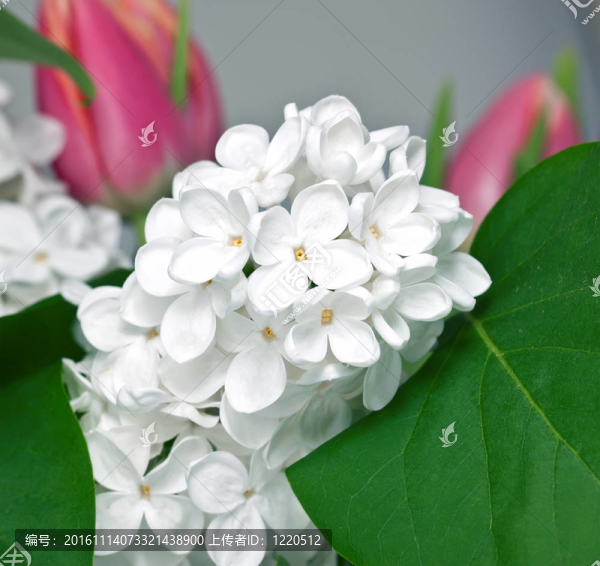 粉色郁金香花束