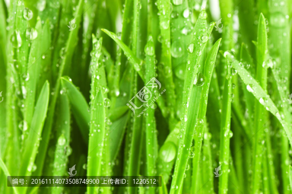鮮綠草