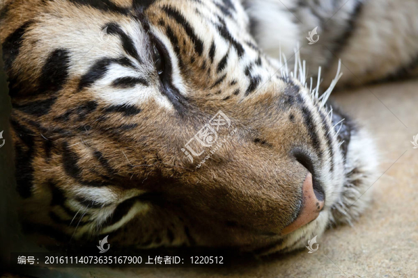 孟加拉虎