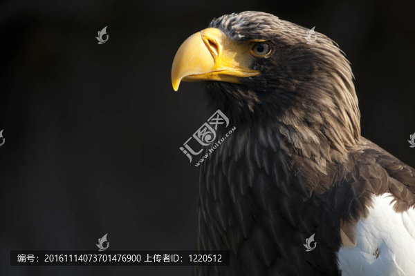 鷹東