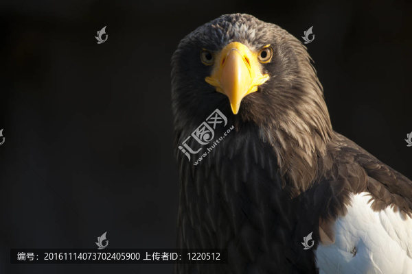 鷹東