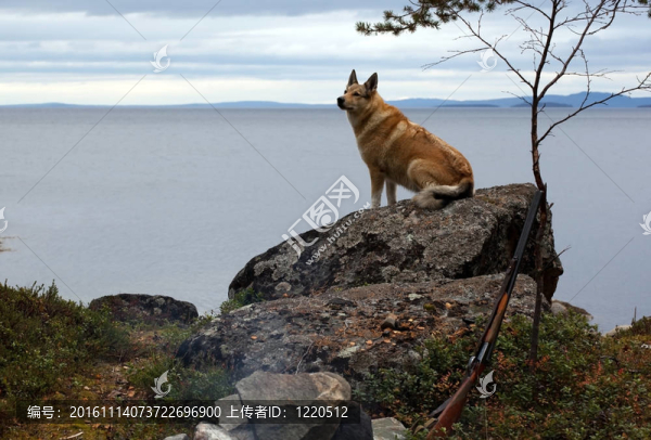 海邊懸崖上的獵犬