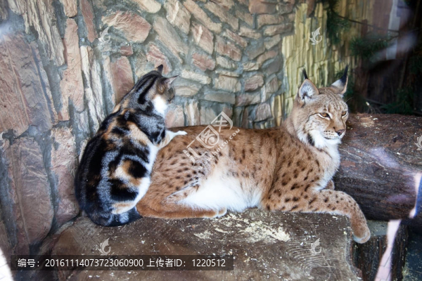 友誼貓和貓