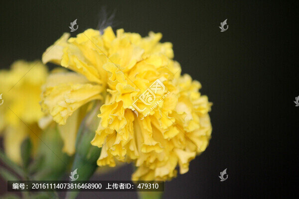 菊花,花,花卉,菊展