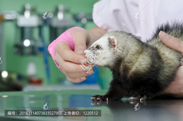 小貂的獸醫(yī)