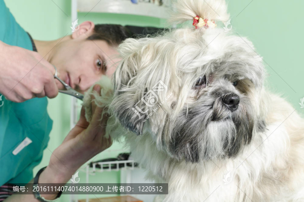 狗的發(fā)型