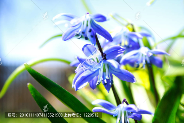 從藍(lán)色的花朵