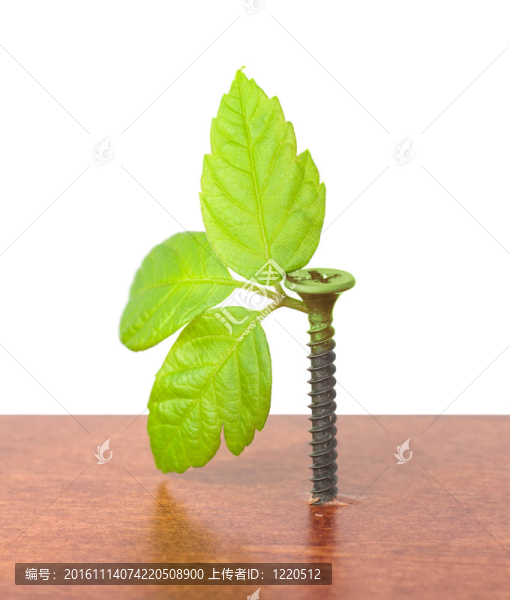 帶小豆芽的螺絲
