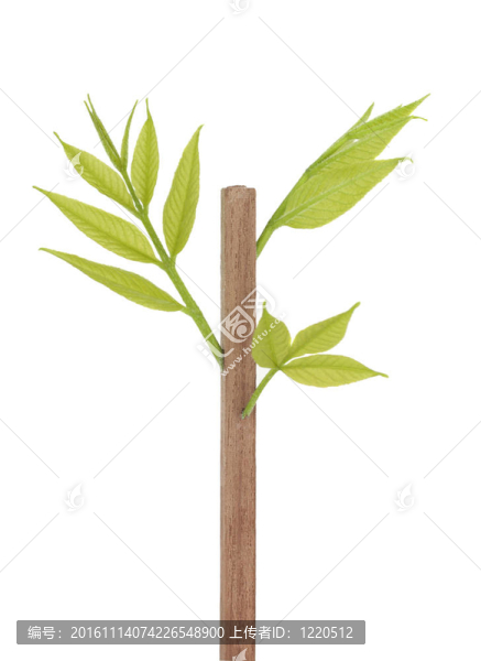 帶小豆芽的舊板
