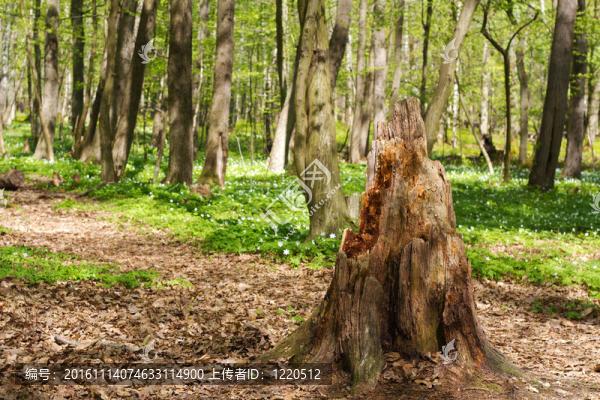 春天的森林-匯圖網(wǎng) www.fosd68.com 春天的森林