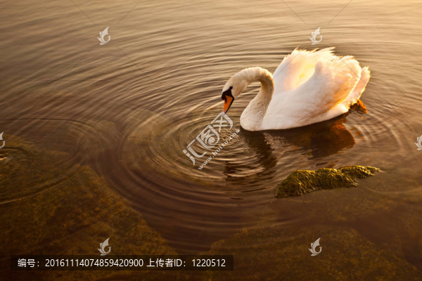天鵝
