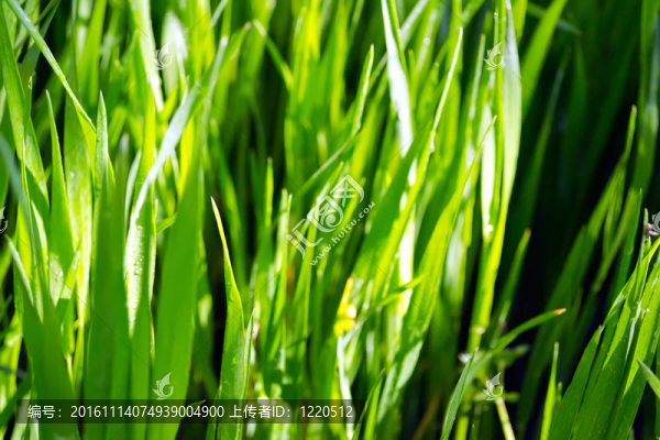 綠色的草