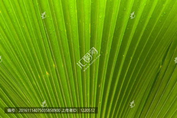 棕櫚葉