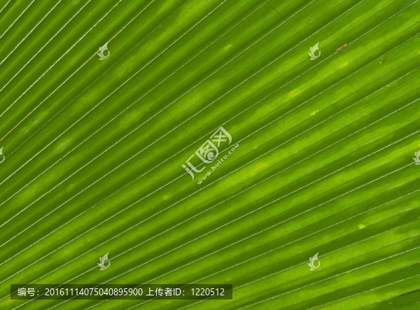 棕櫚葉