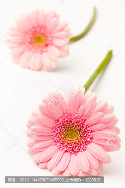 非洲菊