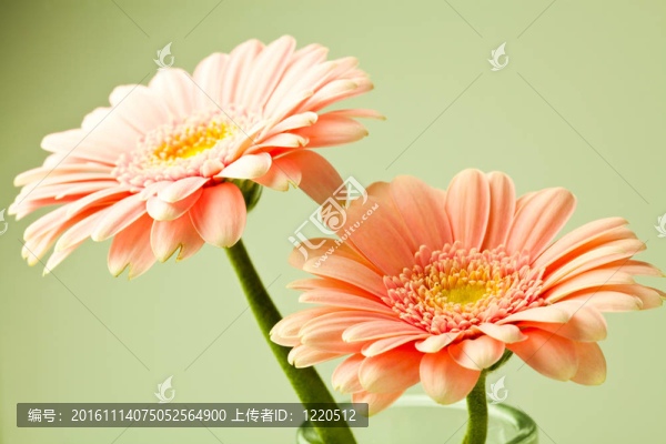 非洲菊