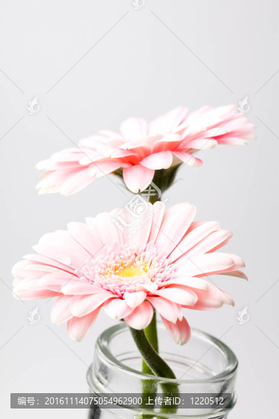 非洲菊