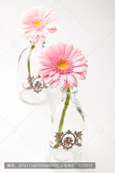 非洲菊