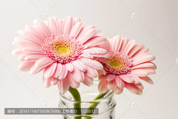 非洲菊