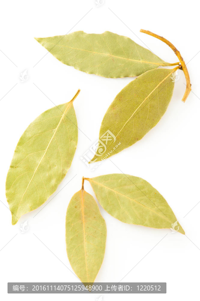 香料.干月桂樹葉