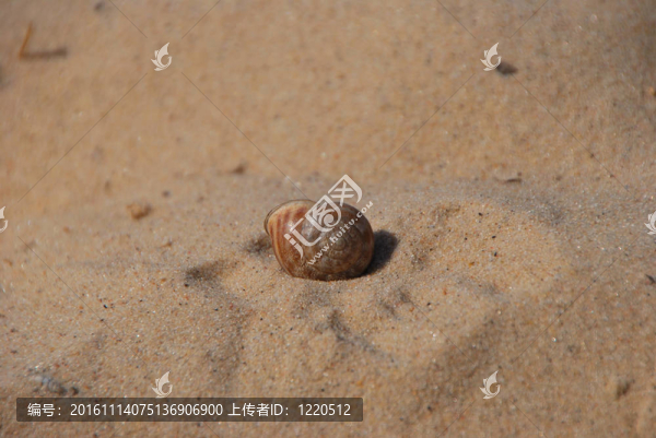 貝殼沙灘