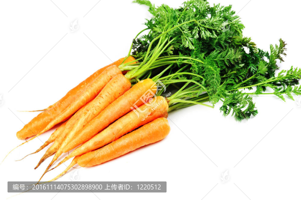 胡蘿卜的葉子