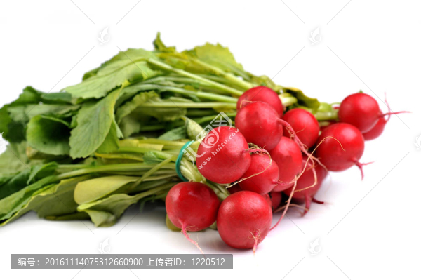 蘿卜紅